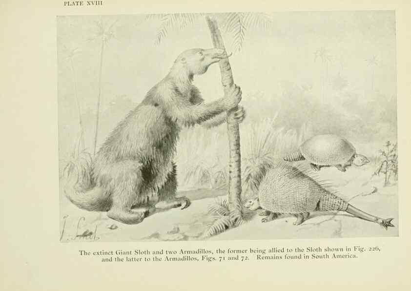 Reproducción/Reproduction 7335350872: The book of the animal kingdom.. London,J. M. Dent & sons, ltd.;1910.