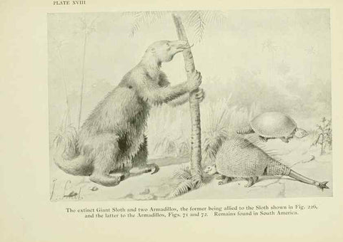 Reproducción/Reproduction 7335350872: The book of the animal kingdom.. London,J. M. Dent & sons, ltd.;1910.