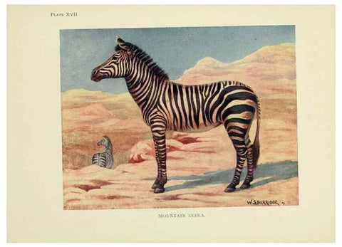Reproducción/Reproduction 7335349944: The book of the animal kingdom.. London,J. M. Dent & sons, ltd.;1910.