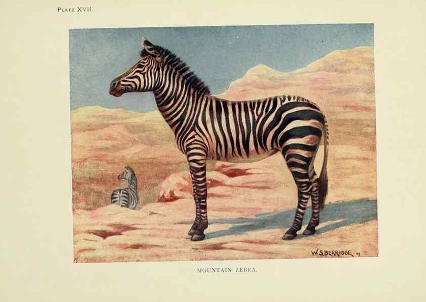 Reproducción/Reproduction 7335349944: The book of the animal kingdom.. London,J. M. Dent & sons, ltd.;1910.