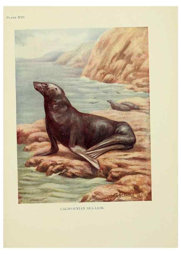 Reproducción/Reproduction 7335349214: The book of the animal kingdom.. London,J. M. Dent & sons, ltd.;1910.