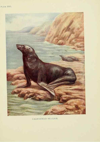 Reproducción/Reproduction 7335349214: The book of the animal kingdom.. London,J. M. Dent & sons, ltd.;1910.
