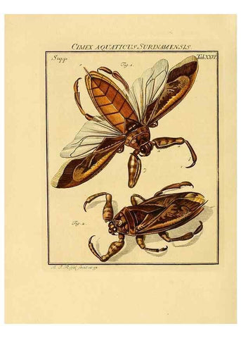 Reproducción/Reproduction 7158176990: De natuurlyke historie der insecten;. Te Haarlem,By C. H. Bohn en H. de Wit, boekverkoopers[1764-68]