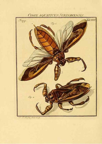 Reproducción/Reproduction 7158176990: De natuurlyke historie der insecten;. Te Haarlem,By C. H. Bohn en H. de Wit, boekverkoopers[1764-68]