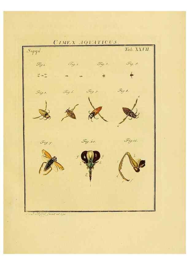 Reproducción/Reproduction 7158177864: De natuurlyke historie der insecten;. Te Haarlem,By C. H. Bohn en H. de Wit, boekverkoopers[1764-68]