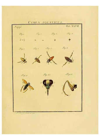 Reproducción/Reproduction 7158177864: De natuurlyke historie der insecten;. Te Haarlem,By C. H. Bohn en H. de Wit, boekverkoopers[1764-68]