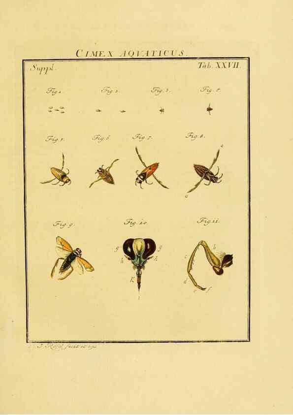 Reproducción/Reproduction 7158177864: De natuurlyke historie der insecten;. Te Haarlem,By C. H. Bohn en H. de Wit, boekverkoopers[1764-68]
