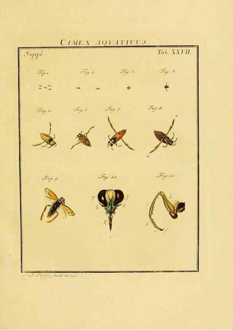 Reproducción/Reproduction 7158177864: De natuurlyke historie der insecten;. Te Haarlem,By C. H. Bohn en H. de Wit, boekverkoopers[1764-68]