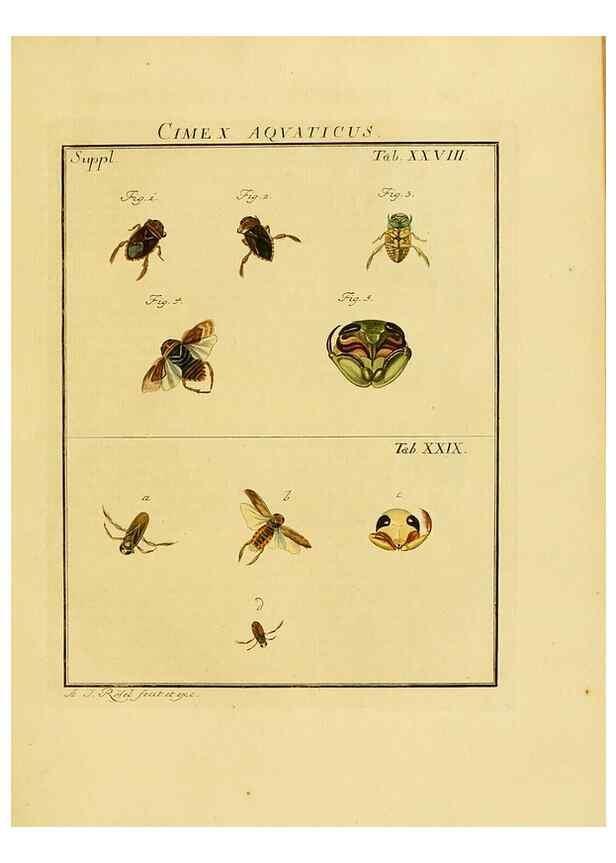 Reproducción/Reproduction 7158179376: De natuurlyke historie der insecten;. Te Haarlem,By C. H. Bohn en H. de Wit, boekverkoopers[1764-68]