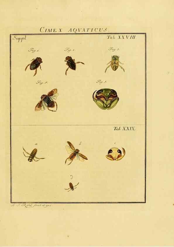 Reproducción/Reproduction 7158179376: De natuurlyke historie der insecten;. Te Haarlem,By C. H. Bohn en H. de Wit, boekverkoopers[1764-68]
