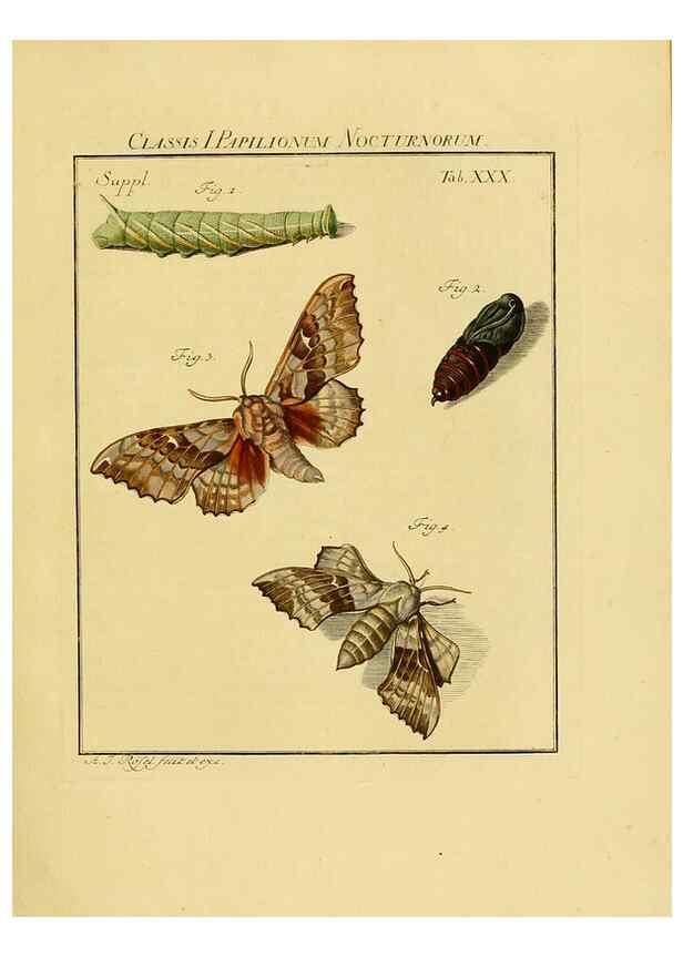 Reproducción/Reproduction 7158181116: De natuurlyke historie der insecten;. Te Haarlem,By C. H. Bohn en H. de Wit, boekverkoopers[1764-68]