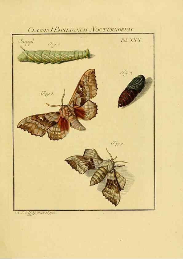 Reproducción/Reproduction 7158181116: De natuurlyke historie der insecten;. Te Haarlem,By C. H. Bohn en H. de Wit, boekverkoopers[1764-68]
