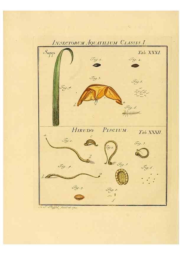 Reproducción/Reproduction 7158182460: De natuurlyke historie der insecten;. Te Haarlem,By C. H. Bohn en H. de Wit, boekverkoopers[1764-68]