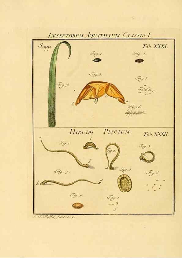 Reproducción/Reproduction 7158182460: De natuurlyke historie der insecten;. Te Haarlem,By C. H. Bohn en H. de Wit, boekverkoopers[1764-68]