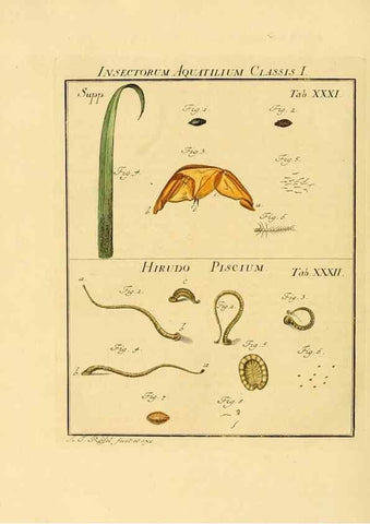 Reproducción/Reproduction 7158182460: De natuurlyke historie der insecten;. Te Haarlem,By C. H. Bohn en H. de Wit, boekverkoopers[1764-68]