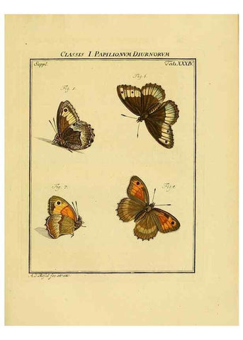 Reproducción/Reproduction 7158185520: De natuurlyke historie der insecten;. Te Haarlem,By C. H. Bohn en H. de Wit, boekverkoopers[1764-68]