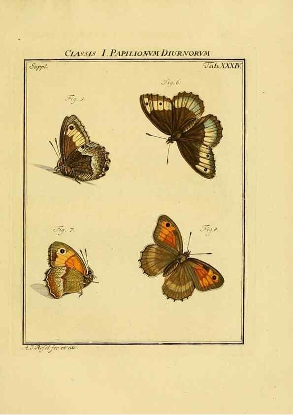 Reproducción/Reproduction 7158185520: De natuurlyke historie der insecten;. Te Haarlem,By C. H. Bohn en H. de Wit, boekverkoopers[1764-68]