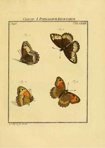 Reproducción/Reproduction 7158185520: De natuurlyke historie der insecten;. Te Haarlem,By C. H. Bohn en H. de Wit, boekverkoopers[1764-68]