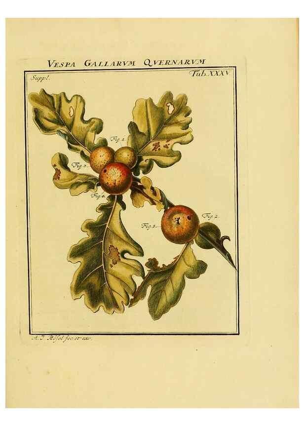 Reproducción/Reproduction 7158186840: De natuurlyke historie der insecten;. Te Haarlem,By C. H. Bohn en H. de Wit, boekverkoopers[1764-68]