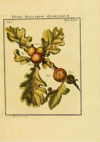 Reproducción/Reproduction 7158186840: De natuurlyke historie der insecten;. Te Haarlem,By C. H. Bohn en H. de Wit, boekverkoopers[1764-68]