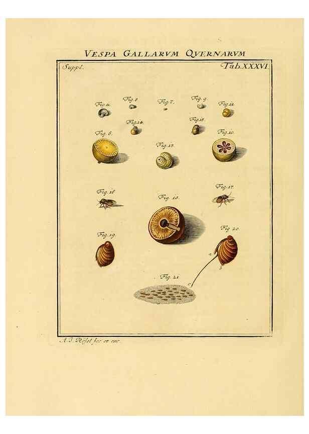 Reproducción/Reproduction 7158188284: De natuurlyke historie der insecten;. Te Haarlem,By C. H. Bohn en H. de Wit, boekverkoopers[1764-68]