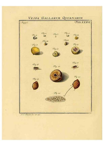 Reproducción/Reproduction 7158188284: De natuurlyke historie der insecten;. Te Haarlem,By C. H. Bohn en H. de Wit, boekverkoopers[1764-68]