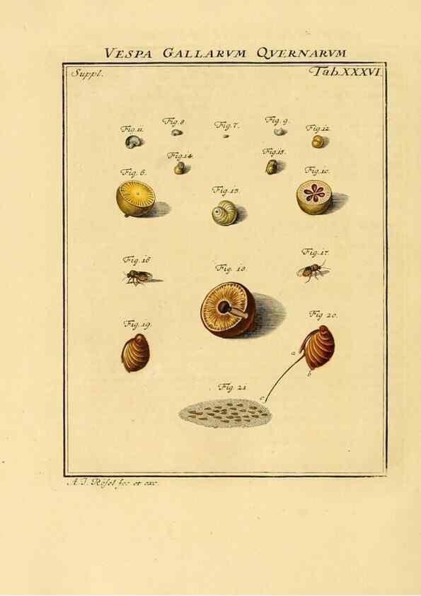 Reproducción/Reproduction 7158188284: De natuurlyke historie der insecten;. Te Haarlem,By C. H. Bohn en H. de Wit, boekverkoopers[1764-68]