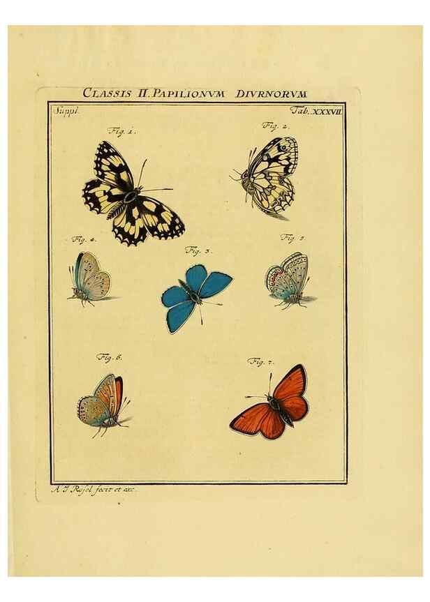Reproducción/Reproduction 7158189758: De natuurlyke historie der insecten;. Te Haarlem,By C. H. Bohn en H. de Wit, boekverkoopers[1764-68]