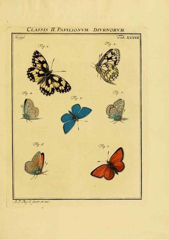 Reproducción/Reproduction 7158189758: De natuurlyke historie der insecten;. Te Haarlem,By C. H. Bohn en H. de Wit, boekverkoopers[1764-68]