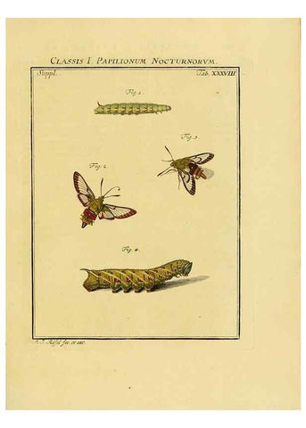 Reproducción/Reproduction 7158191050: De natuurlyke historie der insecten;. Te Haarlem,By C. H. Bohn en H. de Wit, boekverkoopers[1764-68]