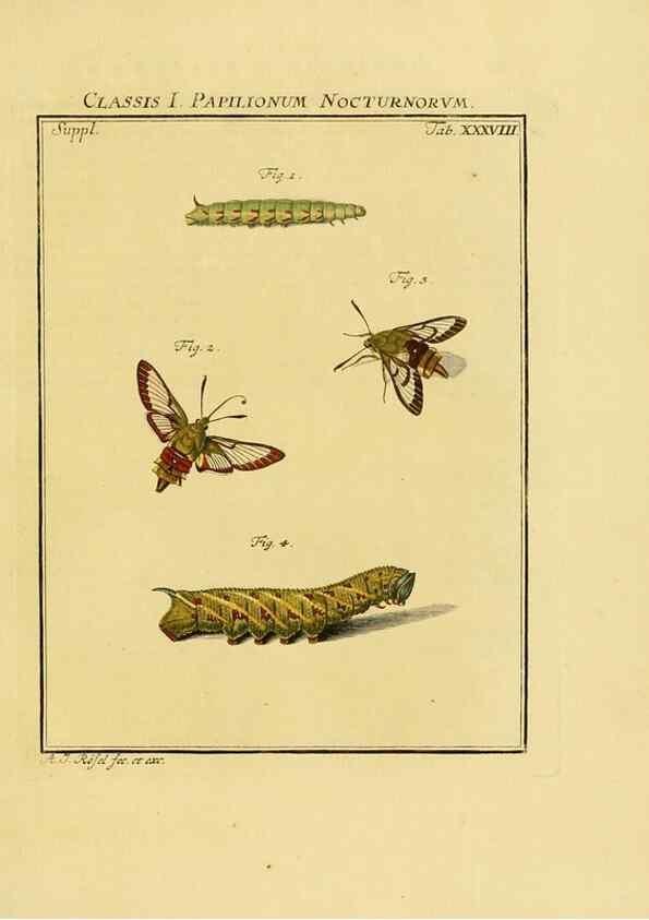 Reproducción/Reproduction 7158191050: De natuurlyke historie der insecten;. Te Haarlem,By C. H. Bohn en H. de Wit, boekverkoopers[1764-68]