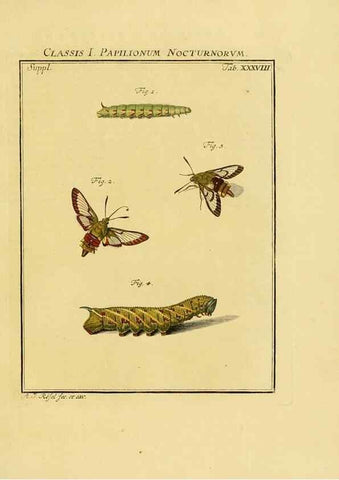 Reproducción/Reproduction 7158191050: De natuurlyke historie der insecten;. Te Haarlem,By C. H. Bohn en H. de Wit, boekverkoopers[1764-68]