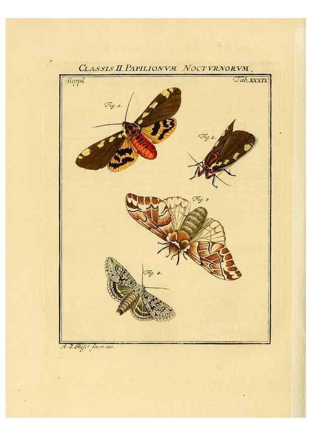 Reproducción/Reproduction 7158192434: De natuurlyke historie der insecten;. Te Haarlem,By C. H. Bohn en H. de Wit, boekverkoopers[1764-68]