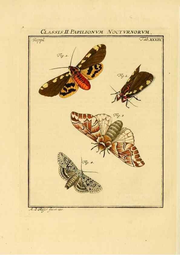 Reproducción/Reproduction 7158192434: De natuurlyke historie der insecten;. Te Haarlem,By C. H. Bohn en H. de Wit, boekverkoopers[1764-68]