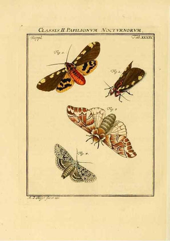 Reproducción/Reproduction 7158192434: De natuurlyke historie der insecten;. Te Haarlem,By C. H. Bohn en H. de Wit, boekverkoopers[1764-68]