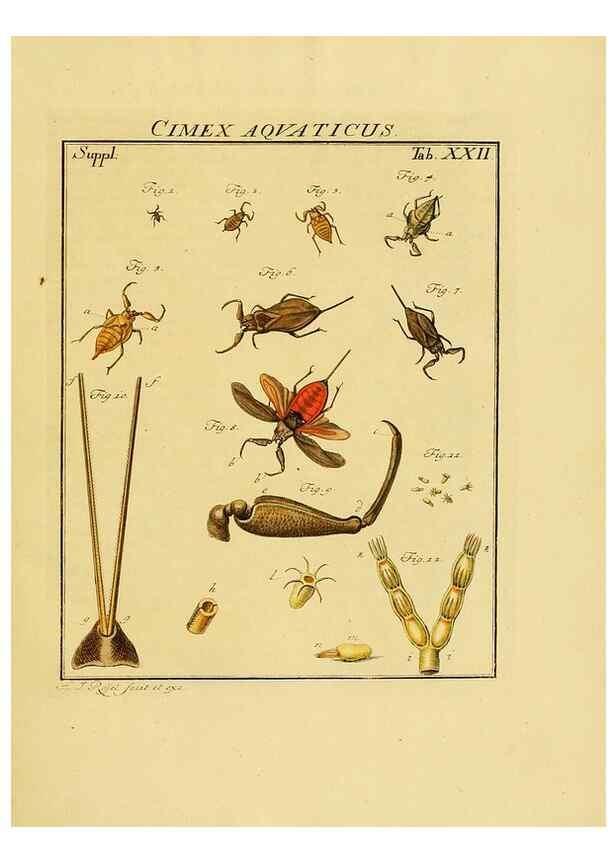 Reproducción/Reproduction 7158171370: De natuurlyke historie der insecten;. Te Haarlem,By C. H. Bohn en H. de Wit, boekverkoopers[1764-68]