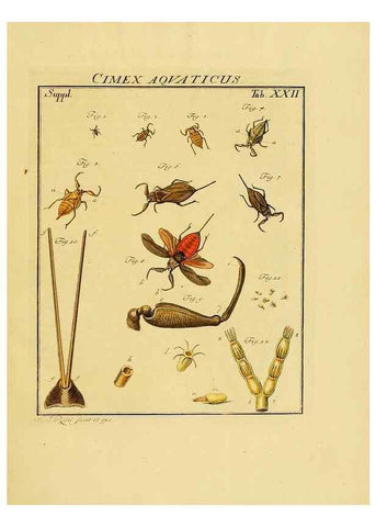 Reproducción/Reproduction 7158171370: De natuurlyke historie der insecten;. Te Haarlem,By C. H. Bohn en H. de Wit, boekverkoopers[1764-68]