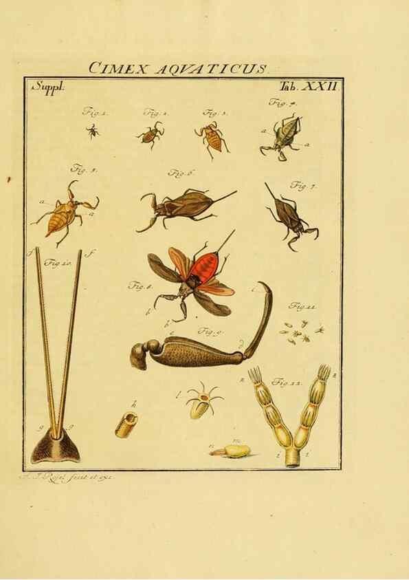 Reproducción/Reproduction 7158171370: De natuurlyke historie der insecten;. Te Haarlem,By C. H. Bohn en H. de Wit, boekverkoopers[1764-68]