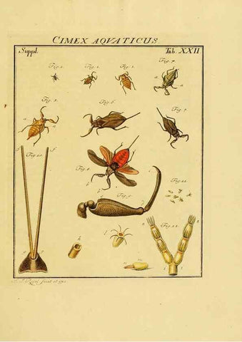 Reproducción/Reproduction 7158171370: De natuurlyke historie der insecten;. Te Haarlem,By C. H. Bohn en H. de Wit, boekverkoopers[1764-68]