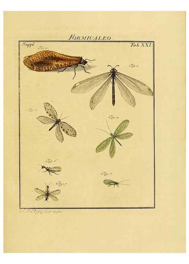 Reproducción/Reproduction 7158169966: De natuurlyke historie der insecten;. Te Haarlem,By C. H. Bohn en H. de Wit, boekverkoopers[1764-68]