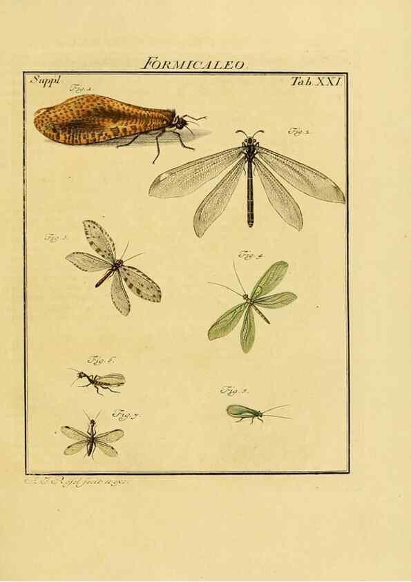 Reproducción/Reproduction 7158169966: De natuurlyke historie der insecten;. Te Haarlem,By C. H. Bohn en H. de Wit, boekverkoopers[1764-68]