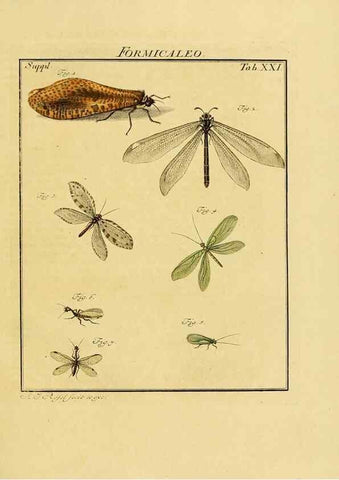 Reproducción/Reproduction 7158169966: De natuurlyke historie der insecten;. Te Haarlem,By C. H. Bohn en H. de Wit, boekverkoopers[1764-68]