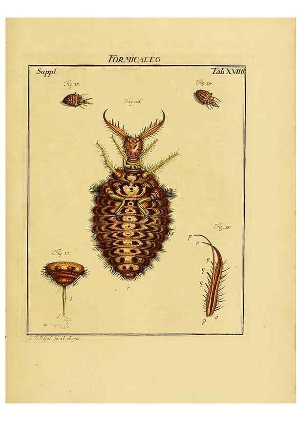Reproducción/Reproduction 7158166942: De natuurlyke historie der insecten;. Te Haarlem,By C. H. Bohn en H. de Wit, boekverkoopers[1764-68]