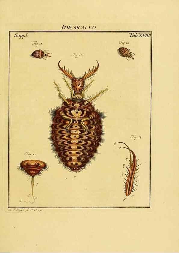 Reproducción/Reproduction 7158166942: De natuurlyke historie der insecten;. Te Haarlem,By C. H. Bohn en H. de Wit, boekverkoopers[1764-68]