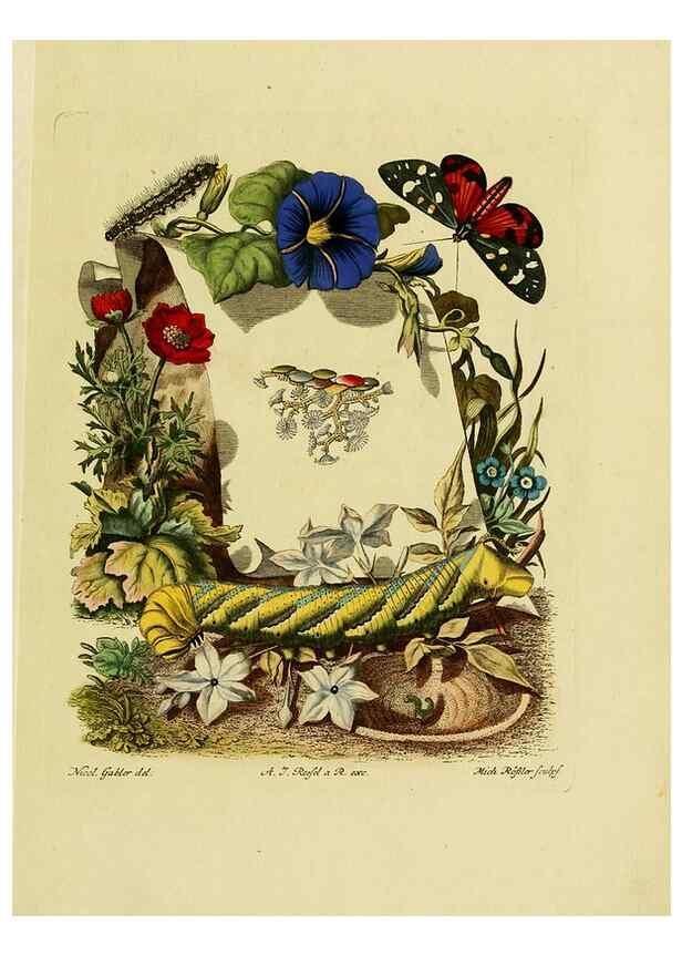Reproducción/Reproduction 7158139880: De natuurlyke historie der insecten;. Te Haarlem,By C. H. Bohn en H. de Wit, boekverkoopers[1764-68]