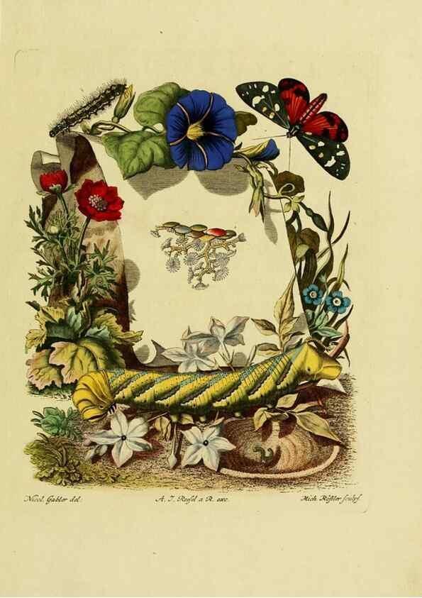 Reproducción/Reproduction 7158139880: De natuurlyke historie der insecten;. Te Haarlem,By C. H. Bohn en H. de Wit, boekverkoopers[1764-68]