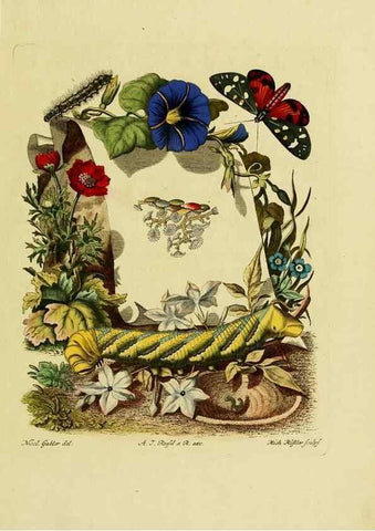 Reproducción/Reproduction 7158139880: De natuurlyke historie der insecten;. Te Haarlem,By C. H. Bohn en H. de Wit, boekverkoopers[1764-68]
