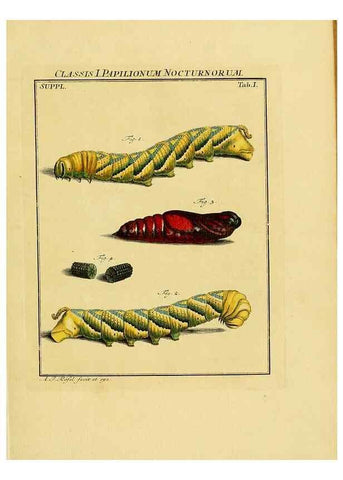 Reproducción/Reproduction 7158141686: De natuurlyke historie der insecten;. Te Haarlem,By C. H. Bohn en H. de Wit, boekverkoopers[1764-68]