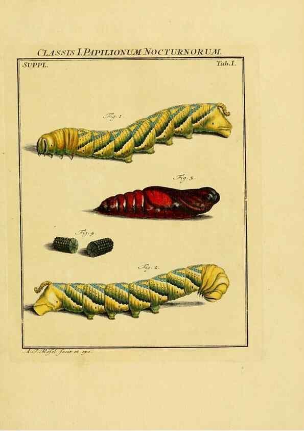 Reproducción/Reproduction 7158141686: De natuurlyke historie der insecten;. Te Haarlem,By C. H. Bohn en H. de Wit, boekverkoopers[1764-68]