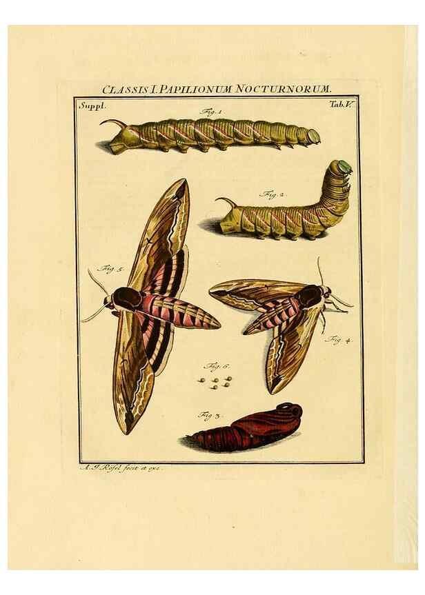 Reproducción/Reproduction 7158147196: De natuurlyke historie der insecten;. Te Haarlem,By C. H. Bohn en H. de Wit, boekverkoopers[1764-68]
